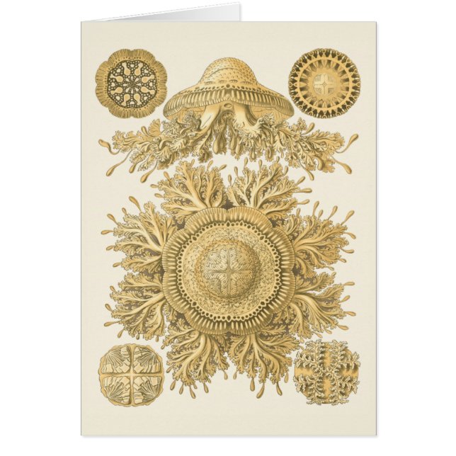 Goldene Meerestiere (Vorne)