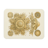 Goldene Meerestiere Magnet (Horizontal)