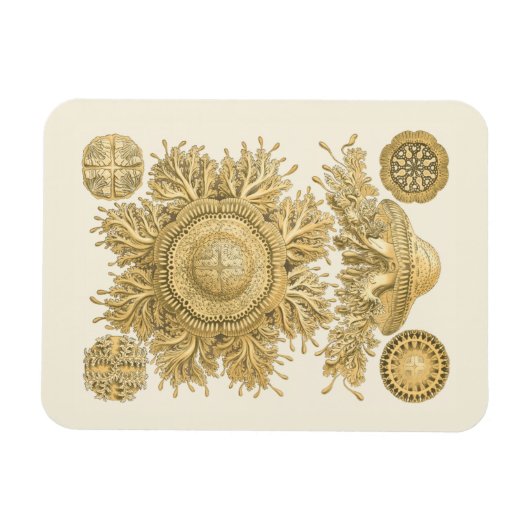 Goldene Meerestiere Magnet (Horizontal)