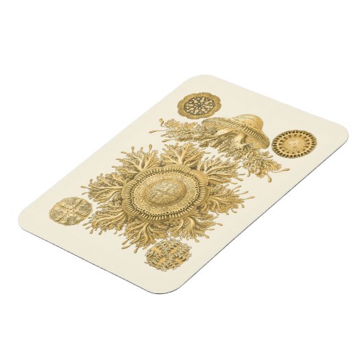 Goldene Meerestiere Magnet (Linke Seite)