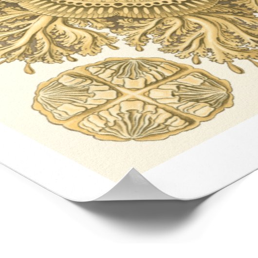 Goldene Meerestiere Poster (Ecke)