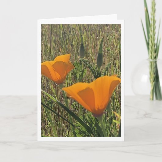 Goldene Mohnblumen (Innen leer) Karte (Vorderseite)