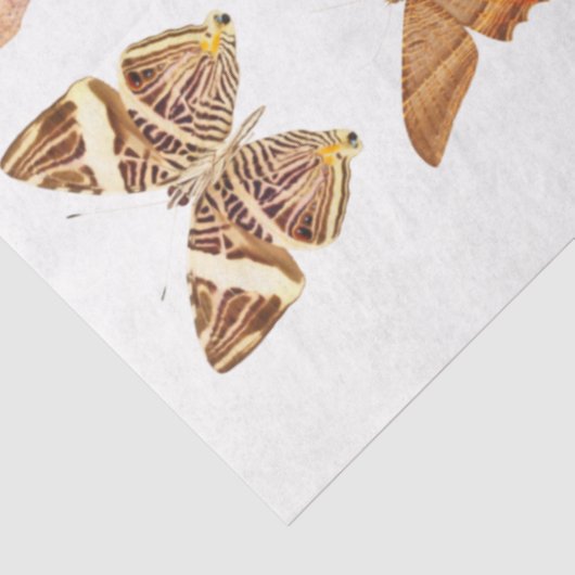 Goldene Orange-Schmetterlingssammlung Seidenpapier (Ausschnitt)