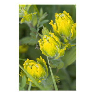 Goldene Pinsel Castilleja Fotodruck