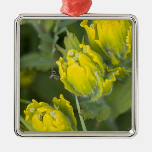 Goldene Pinsel Castilleja Silbernes Ornament (Vorne)