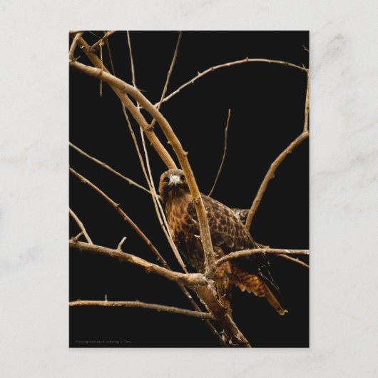 Goldene Postkarte (Vorderseite)