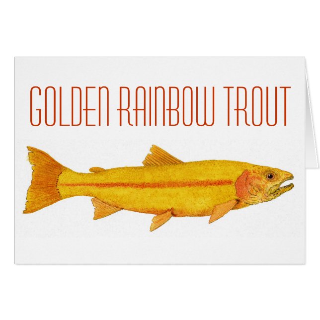Goldene Regenbogenforelle (Vorderseite (Horizontal))
