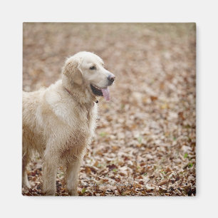 Goldene Retriete im Herbst im Park Magnet