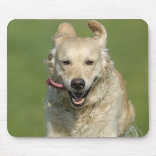 Goldene Retrieve, die durch Wiese läuft Mousepad (Vorne)