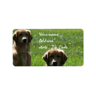 Goldene Retriever Adressaufkleber