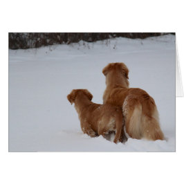 Goldene Retriever-Aufpassen