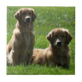 Goldene Retriever Fliese (Vorderseite)