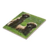 Goldene Retriever Fliese (Seite)