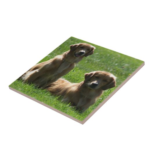 Goldene Retriever Fliese (Seite)