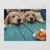 Goldene Retriever Geburtstagswünsche Postkarte (Vorderseite)