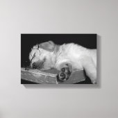 Goldene Retriever im alten Buch Leinwanddruck (Vorderseite)