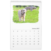 Goldene Retriever Kalender (Jan 2027)