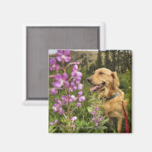Goldene Retriever Magnet (Vorderseite/Rückseite)