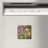 Goldene Retriever Magnet (In Situ (Geschirrspüler))