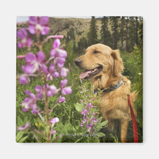 Goldene Retriever Magnet