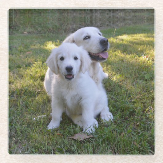Goldene Retriever Mama und Welpe Glasuntersetzer (Vorderseite)