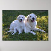 Goldene Retriever Mama und Welpe Poster (Vorne)