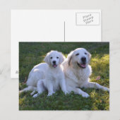 Goldene Retriever Mama und Welpe Postkarte (Vorne/Hinten)