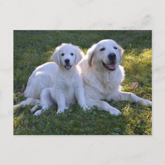 Goldene Retriever Mama und Welpe Postkarte (Vorderseite)