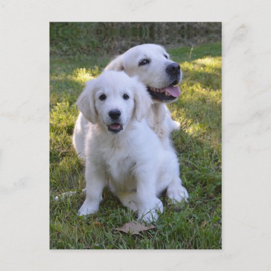Goldene Retriever Mama und Welpe Postkarte (Vorderseite)