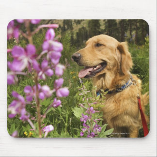 Goldene Retriever Mousepad