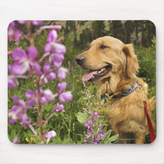 Goldene Retriever Mousepad (Vorne)