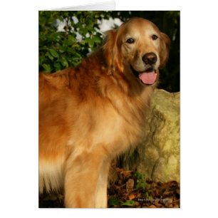 Goldene Retriever Panting