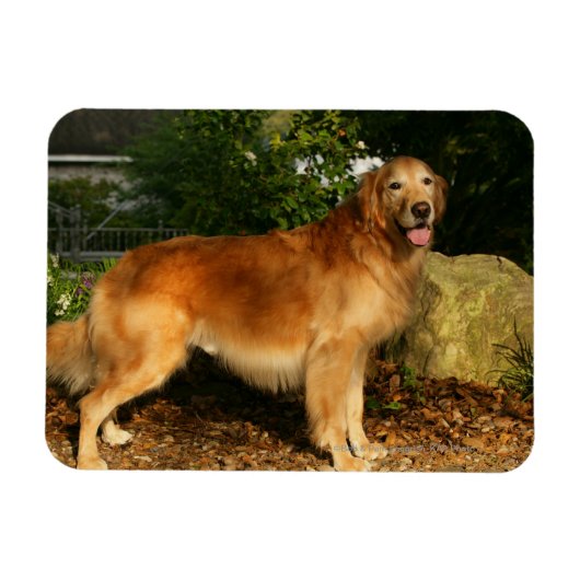 Goldene Retriever Panting Magnet (Horizontal)