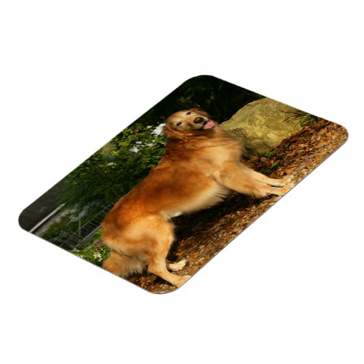 Goldene Retriever Panting Magnet (Linke Seite)