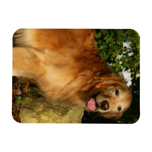 Goldene Retriever Panting Magnet (Horizontal)
