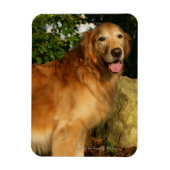 Goldene Retriever Panting Magnet (Vertikal)