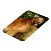 Goldene Retriever Panting Magnet (Linke Seite)