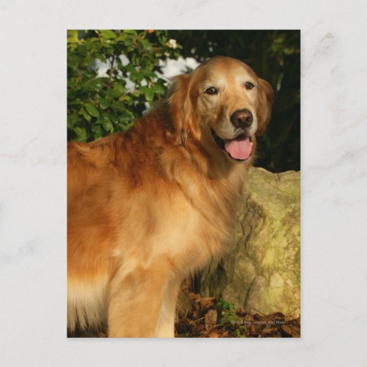 Goldene Retriever Panting Postkarte (Vorderseite)