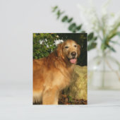 Goldene Retriever Panting Postkarte (Stehend Vorderseite)