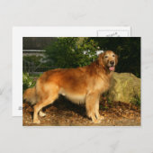 Goldene Retriever Panting Postkarte (Vorne/Hinten)