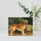 Goldene Retriever Panting Postkarte (Stehend Vorderseite)