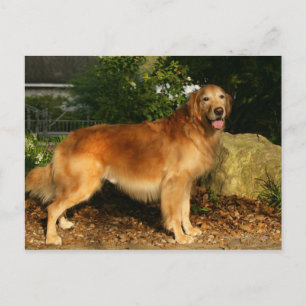 Goldene Retriever Panting Postkarte