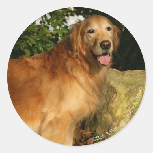 Goldene Retriever Panting Runder Aufkleber (Vorderseite)