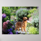 Goldene Retriever Poster (Vorne)