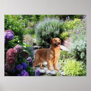Goldene Retriever Poster
