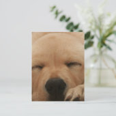 Goldene Retriever Postkarte (Stehend Vorderseite)