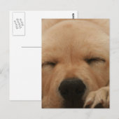 Goldene Retriever Postkarte (Vorne/Hinten)