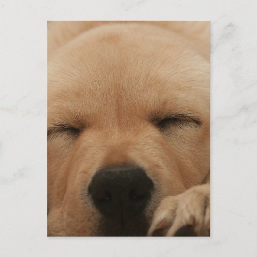 Goldene Retriever Postkarte (Vorderseite)
