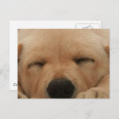 Goldene Retriever Postkarte (Vorne/Hinten)