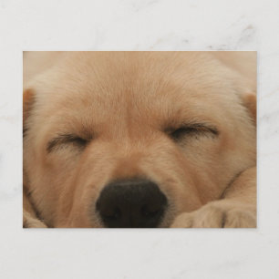 Goldene Retriever Postkarte